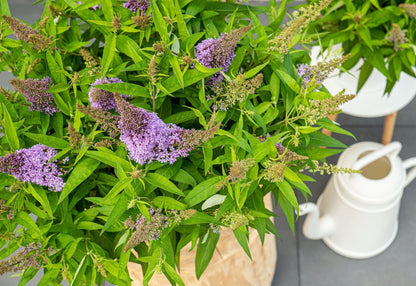 Buddleja davidii 'Butterfly Candy Little Lila' – kompakter Schmetterlingsflieder Ø19cm