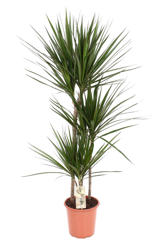 Dracaena Marginata – Pflegeleichte Trendpflanze Ø21 cm
