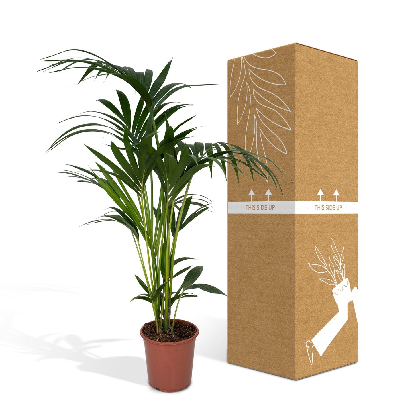 Kentia Palme – Pflegeleichte Zimmerpflanze 100-120 cm