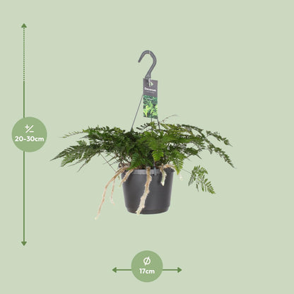 Davallia Bullata – Pflegeleichter Hasenfußfarn Ø17cm