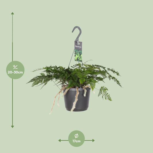 Davallia Bullata – Pflegeleichter Hasenfußfarn Ø17cm