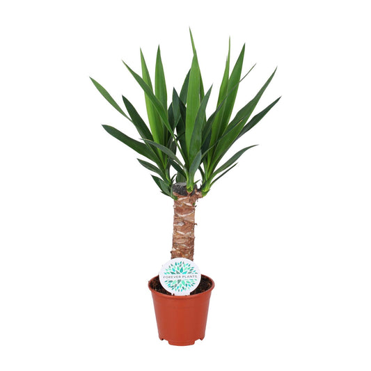 Yucca Elephantipes Ø14cm – Pflegeleichte Zimmerpflanze bis 60cm