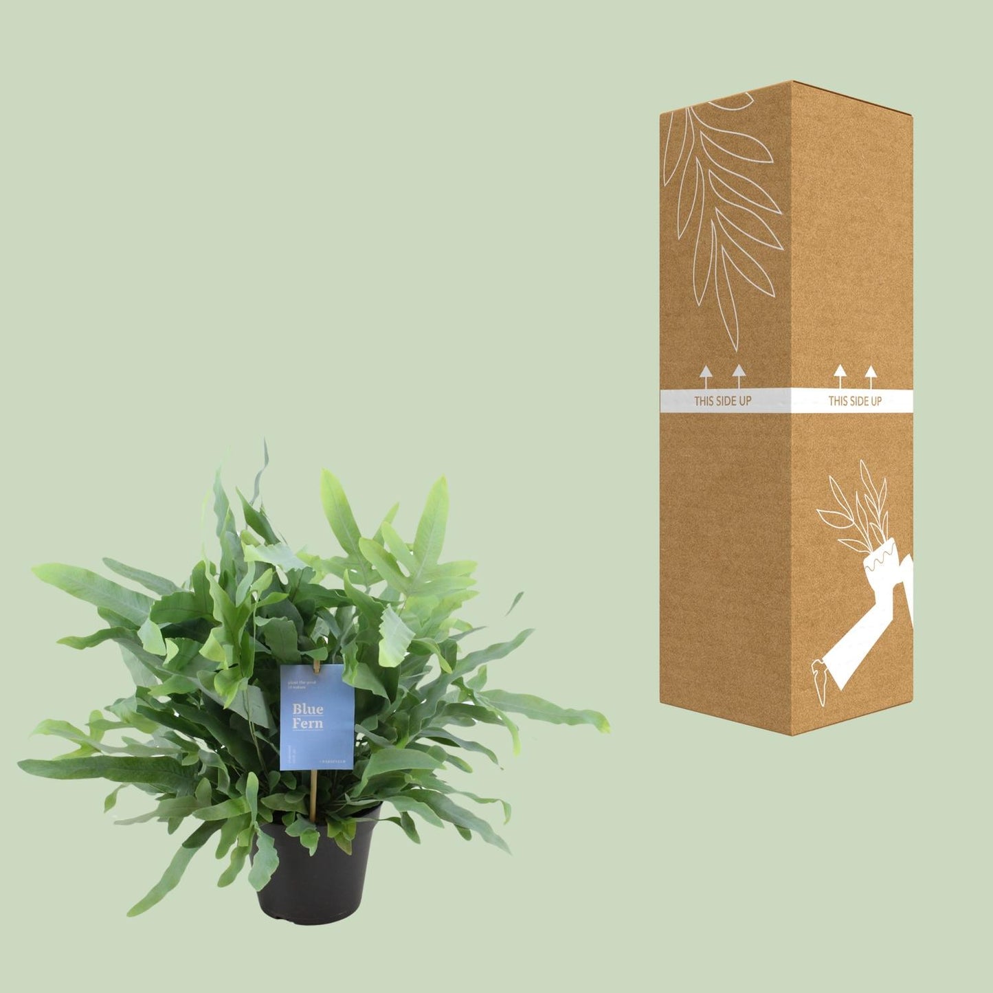 Phlebodium Blue Fern – Goldener Stummelfarn Ø14cm, 40cm hoch