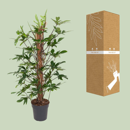 Philodendron Pedatum – Pflegeleichte Zimmerpflanze Ø24cm