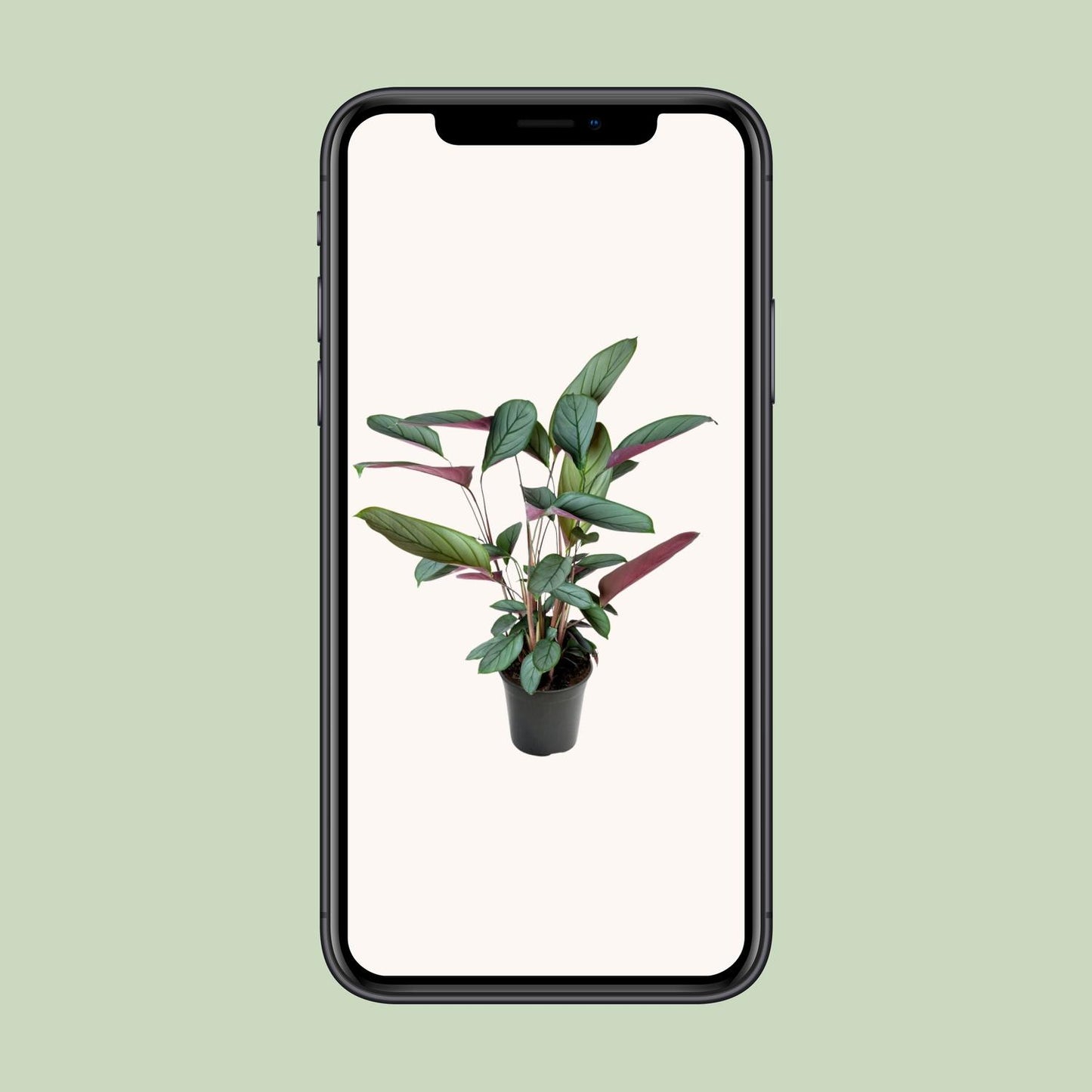 Ctenanthe Setosa – Pflegeleichte Zimmerpflanze Ø17cm