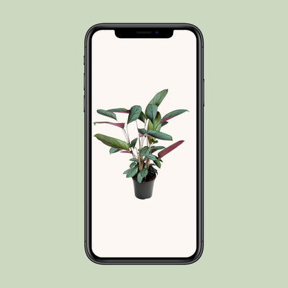 Ctenanthe Setosa – Pflegeleichte Zimmerpflanze Ø17cm