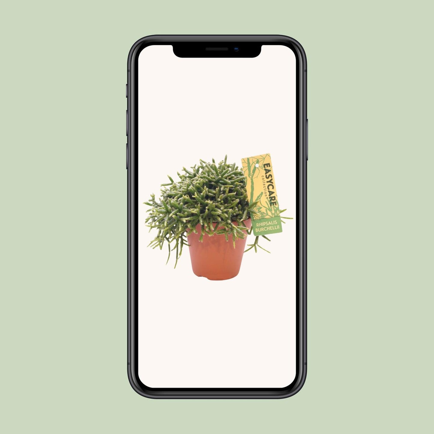 Rhipsalis Burchellii – Pflegeleichter Hängekaktus Ø12cm