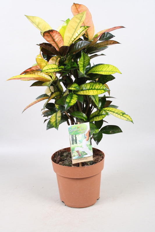 Kroton 'Mrs. Iceton' – Farbenfrohe tropische Zimmerpflanze 70 cm
