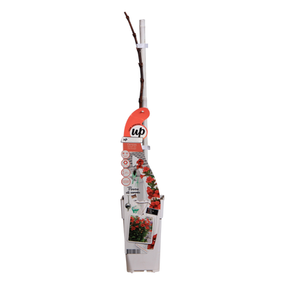 Campsis Summer Jazz Fire – Rote Trompeten-Kletterpflanze Ø19cm