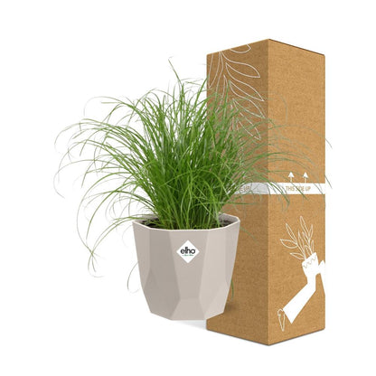 Cyperus alternifolius Schirmgras in ELHO b.for rock 14 cm warm grey