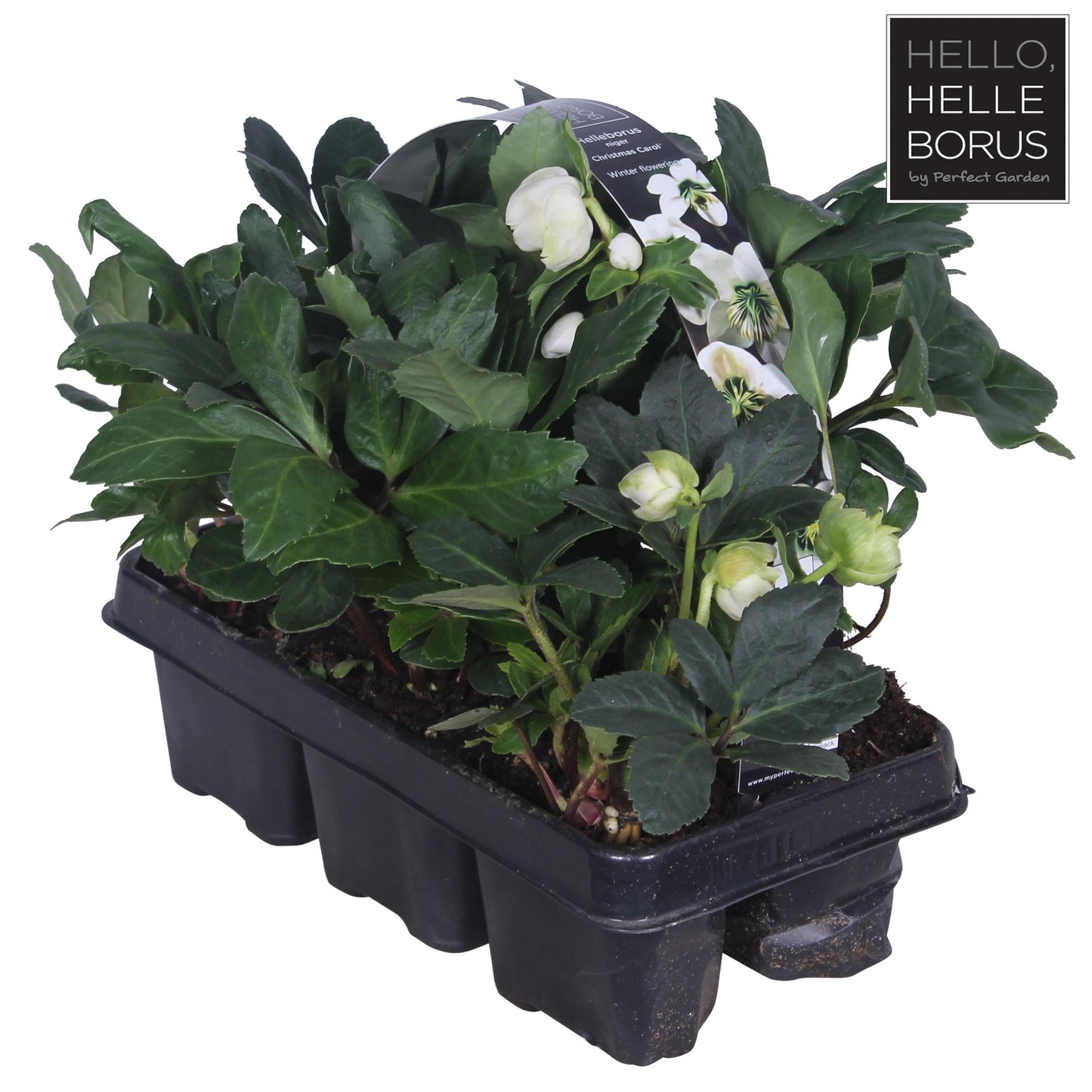 Helleborus Niger 'Christmas Carol' 6er-Set – Winterblüher Ø9cm