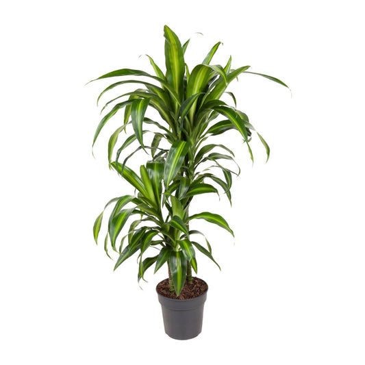Dracaena Hawaiiana – Tropische, pflegeleichte Zimmerpflanze Ø19cm