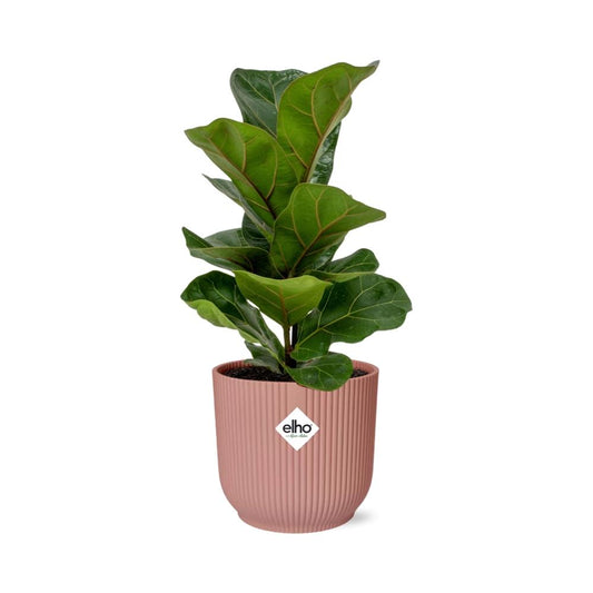 Ficus Lyrata ‘Bambino’ – Pflegeleichte Zimmerpflanze im ELHO Vibes Fold Topf