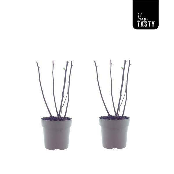 Ficus Bornholm – 2 pflegeleichte Zimmerpflanzen Ø15cm