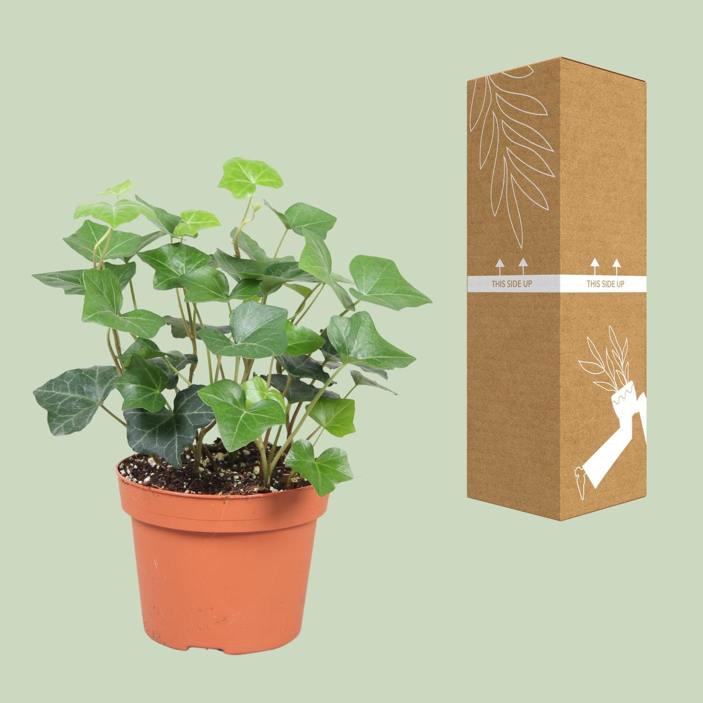 Hedera Hibernica - Pflegeleichter Efeu Ø13cm, 30cm hoch