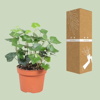 Hedera Hibernica - Pflegeleichter Efeu Ø13cm, 30cm hoch