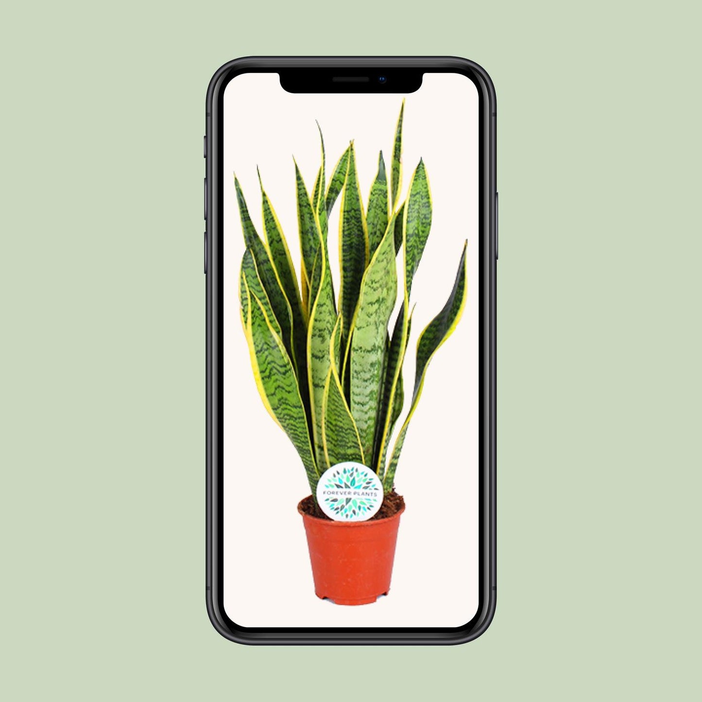 Sansevieria Trifasciata Laurentii – Pflegeleichte Luftreiniger-Pflanze Ø14cm