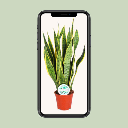 Sansevieria Trifasciata Laurentii – Pflegeleichte Luftreiniger-Pflanze Ø14cm