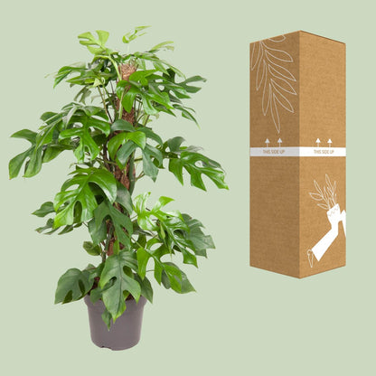 Monstera Minima – Pflegeleichte tropische Zimmerpflanze Ø19cm