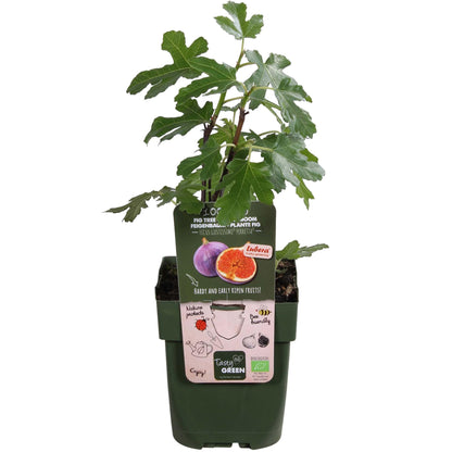 Ficus Gustissimo Perretta – Pflegeleichte Zimmerpflanze Ø13 cm