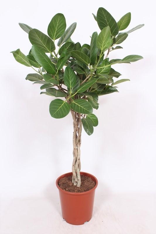 Banyan-Feige – Tropische, pflegeleichte Zimmerpflanze Ø27 cm