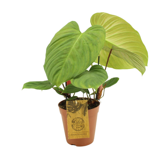Philodendron Fuzzy Petiole – Pflegeleichte Zimmerpflanze Ø15cm