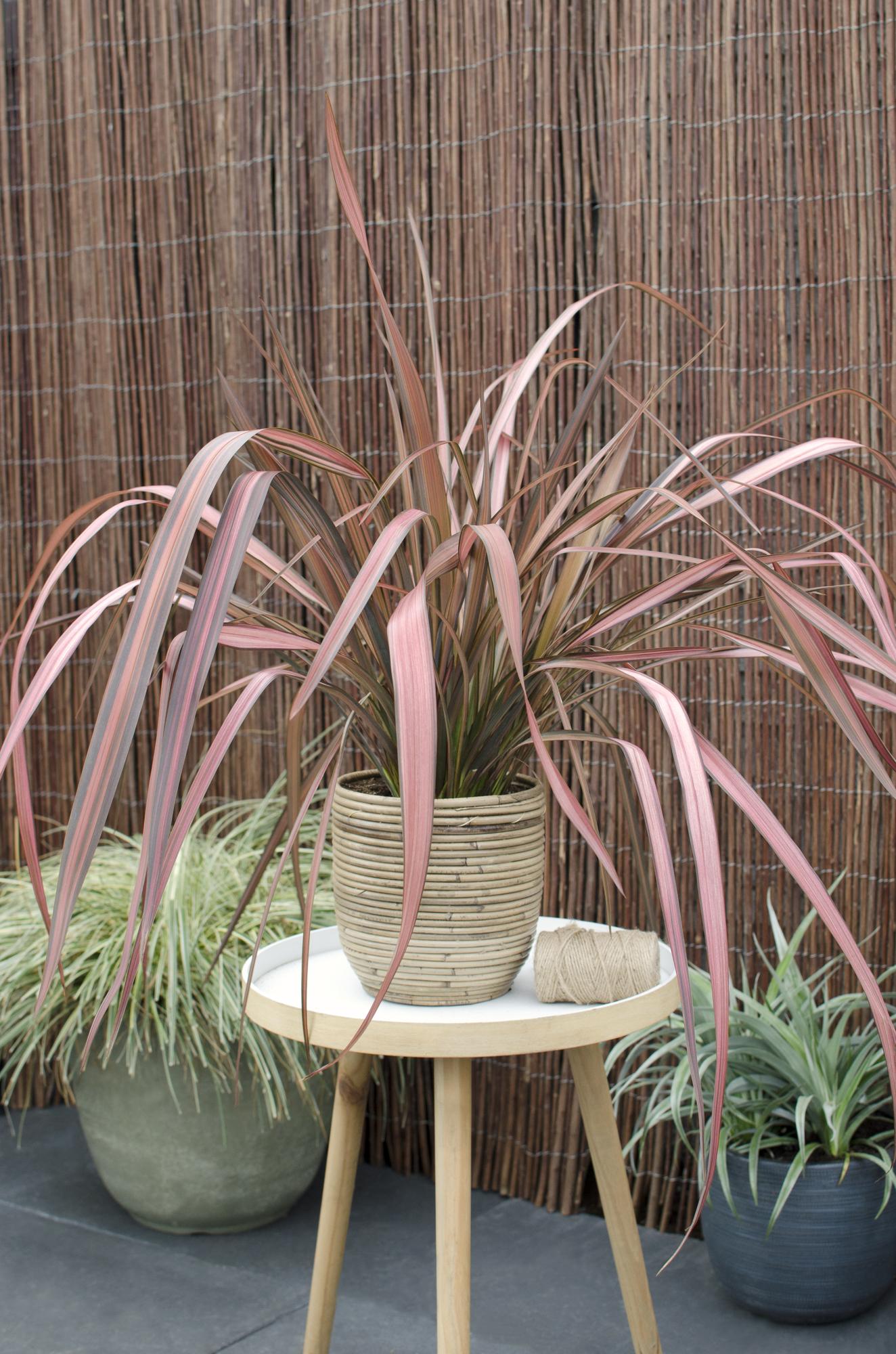 Phormium 'Pink Flamingo' – Bunter, immergrüner Strauch Ø14cm