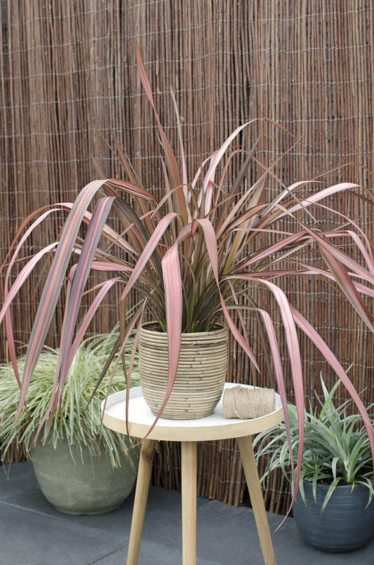 Phormium 'Pink Flamingo' – Bunter, immergrüner Strauch Ø14cm