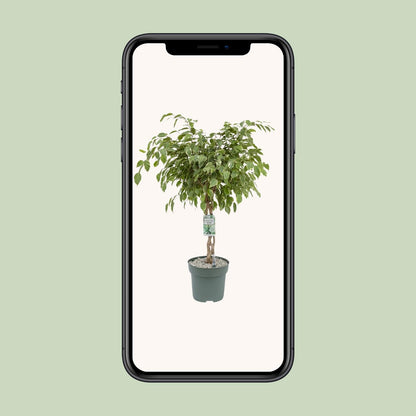 Ficus Safrana 'Golden King' – 100 cm pflegeleichte Zimmerpflanze