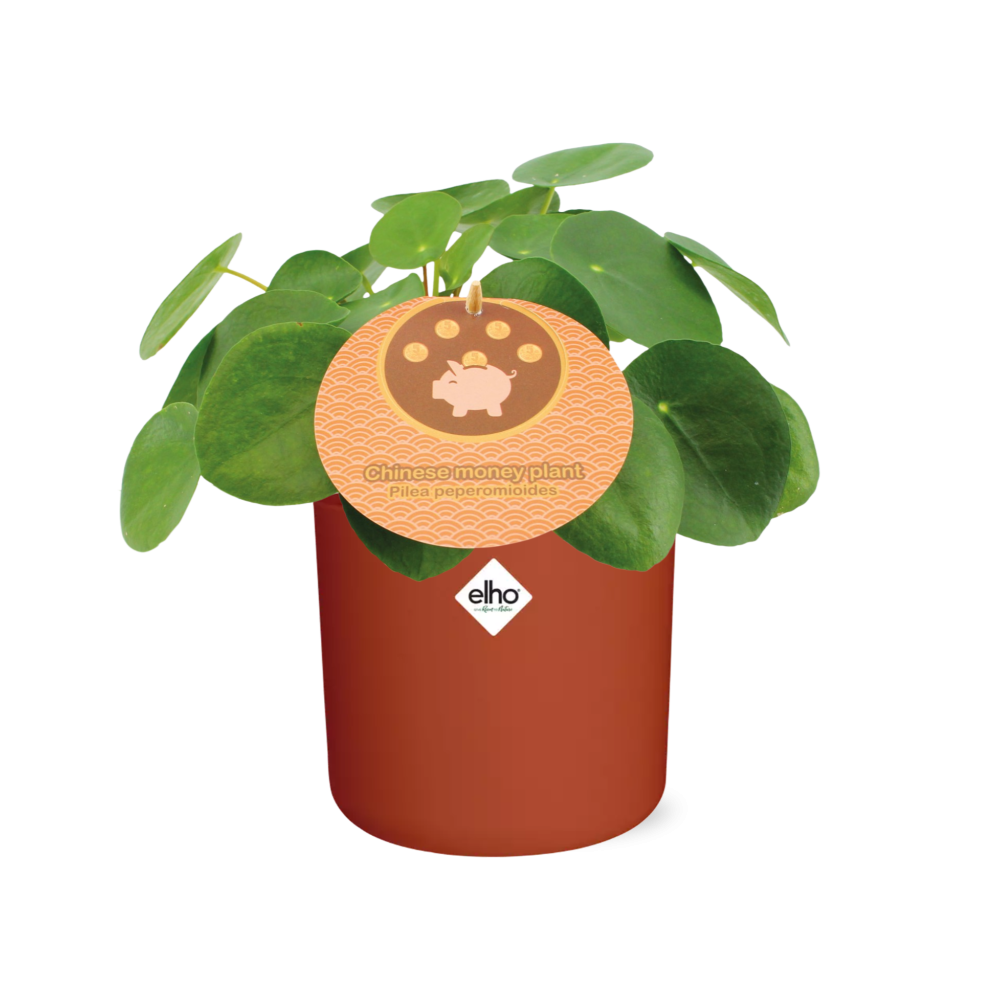 Pilea Peperomioides 12cm im ELHO b.for soft rond 14cm Topf brique