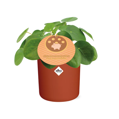 Pilea Peperomioides 12cm im ELHO b.for soft rond 14cm Topf brique