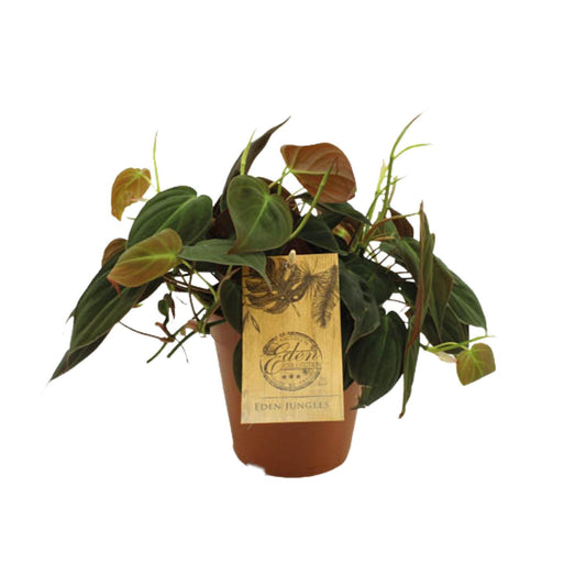 Philodendron Micans – Samtpflanze Ø15cm, 40cm Höhe