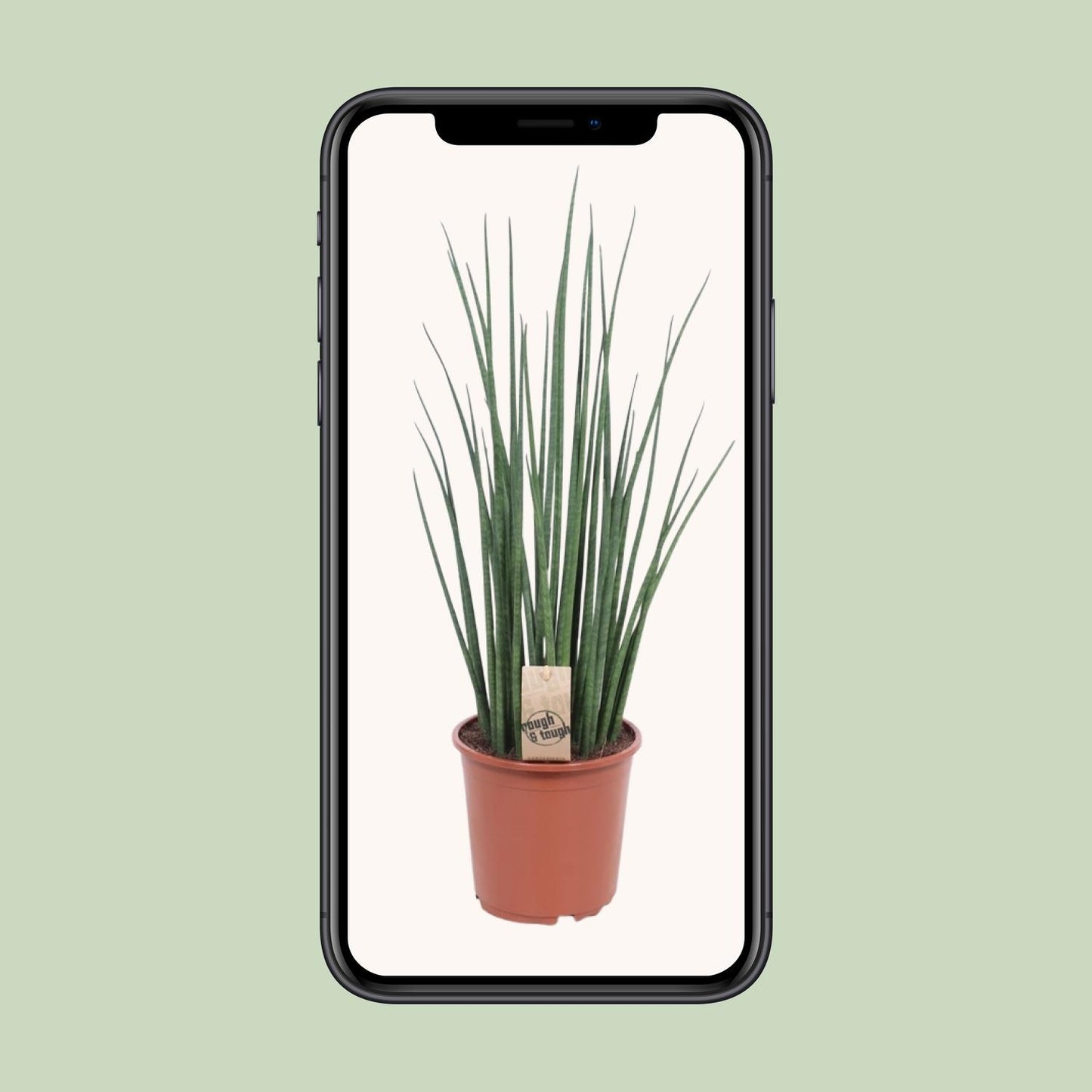 Sansevieria Mikado – 70 cm pflegeleichte Zimmerpflanze