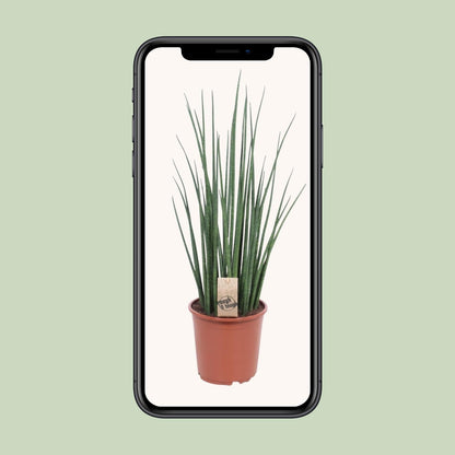 Sansevieria Mikado – 70 cm pflegeleichte Zimmerpflanze