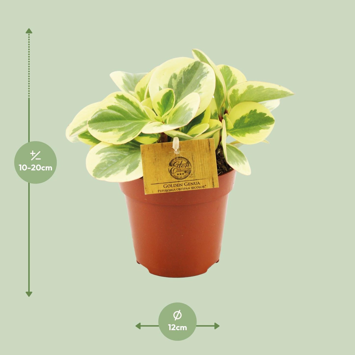 Peperomia Obtipan Bicolor – Pflegeleichte Zimmerpflanze Ø12cm