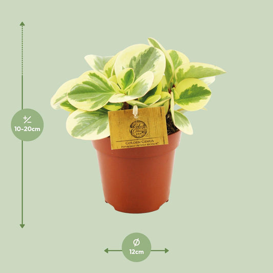 Peperomia Obtipan Bicolor – Pflegeleichte Zimmerpflanze Ø12cm