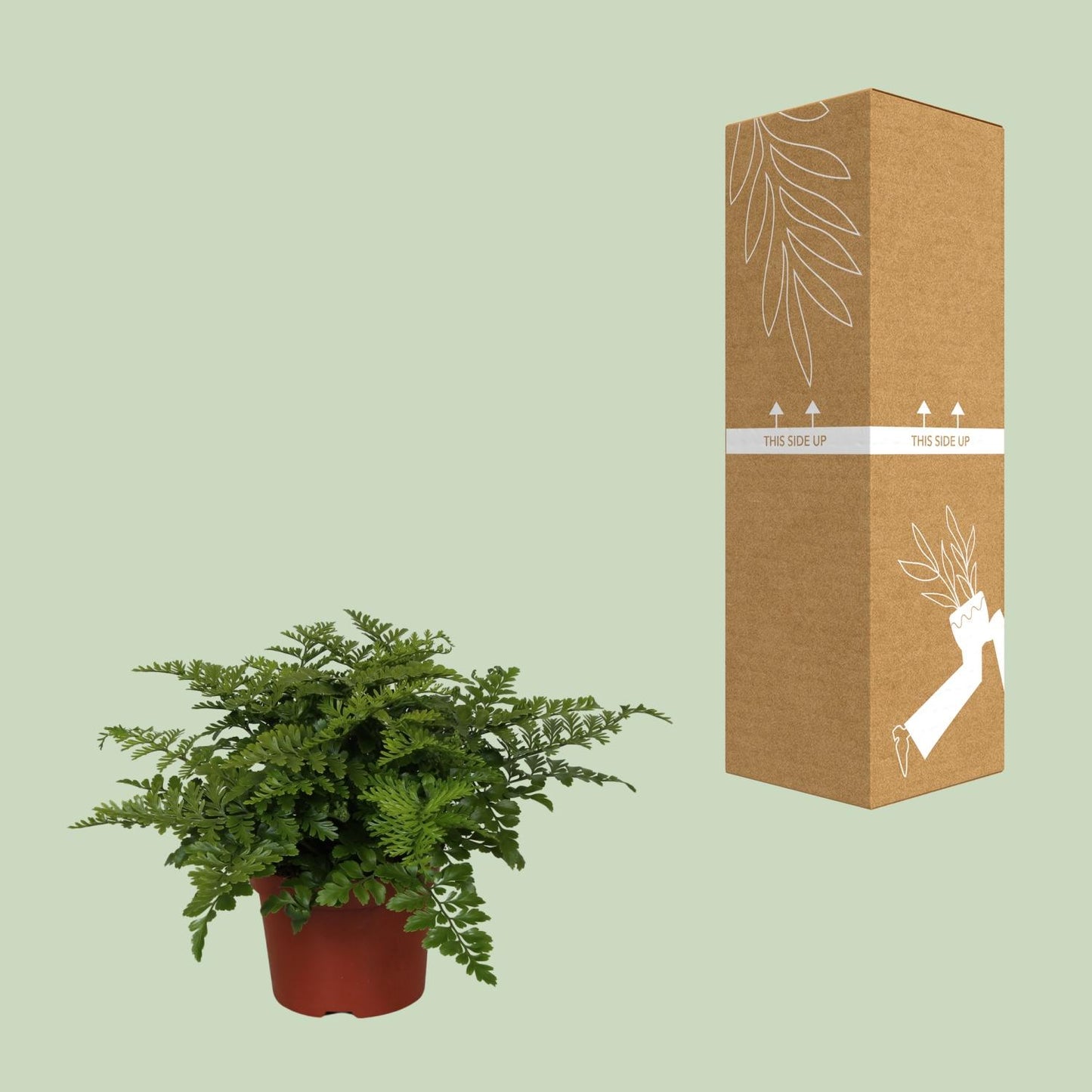 Asplenium Parvati – Pflegeleichter Spleenwort Farn Ø12cm