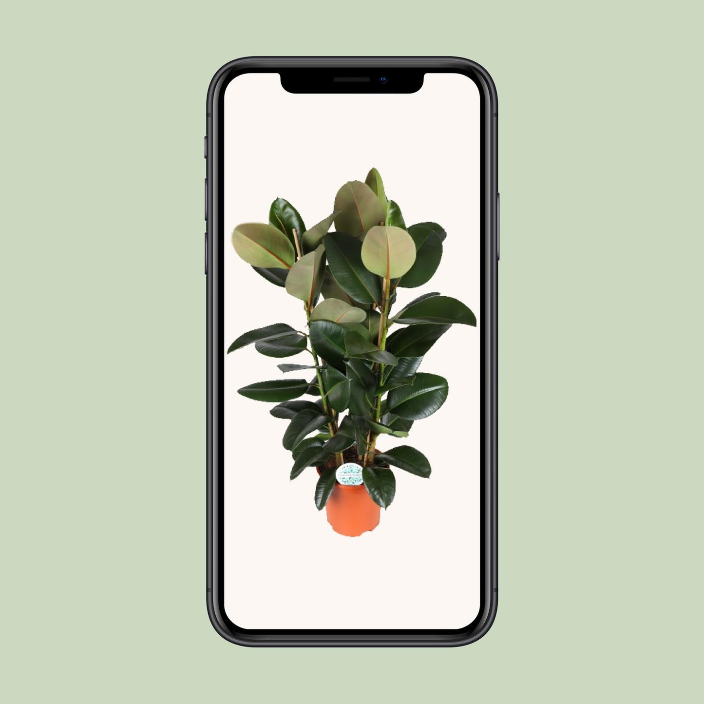 Ficus Elastica Robusta – Pflegeleichte Zimmerpflanze Ø27cm