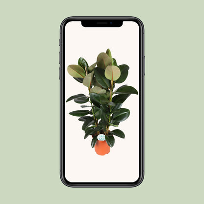 Ficus Elastica Robusta – Pflegeleichte Zimmerpflanze Ø27cm