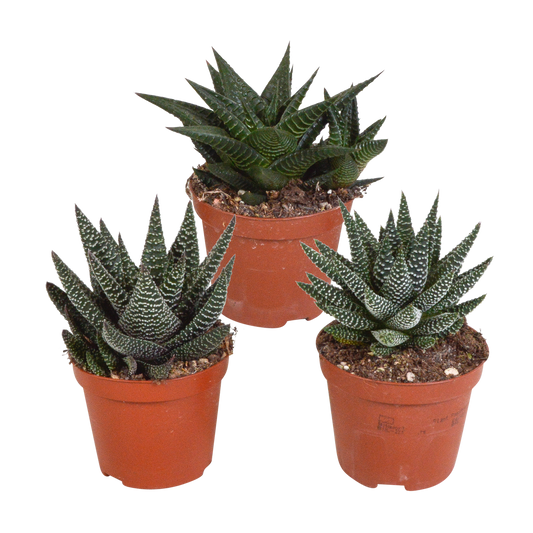 Gasteria & Haworthia Sukkulenten-Mix 3er Set 8,5 cm