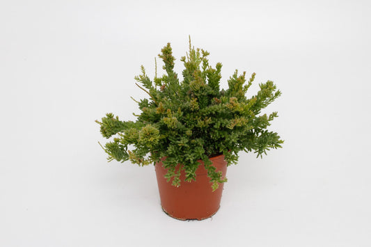 Korallenkaktus Ø12cm – Pflegeleichter Rhipsalis