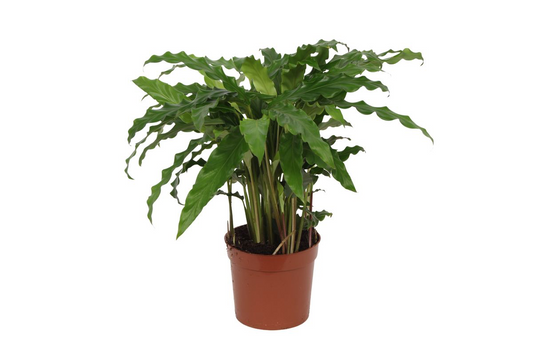 Calathea Bluegrass – Pflegeleichte Zimmerpflanze 35 cm