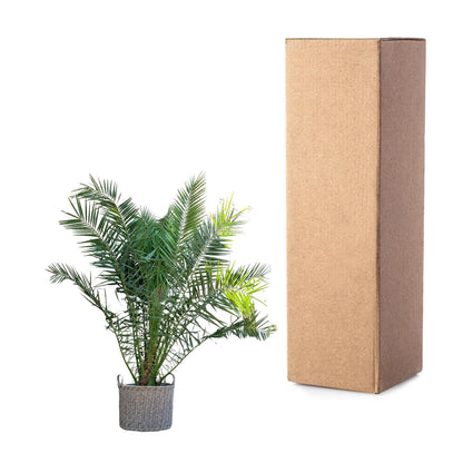 Phoenix Canariensis – Kanarische Dattelpalme 300 cm