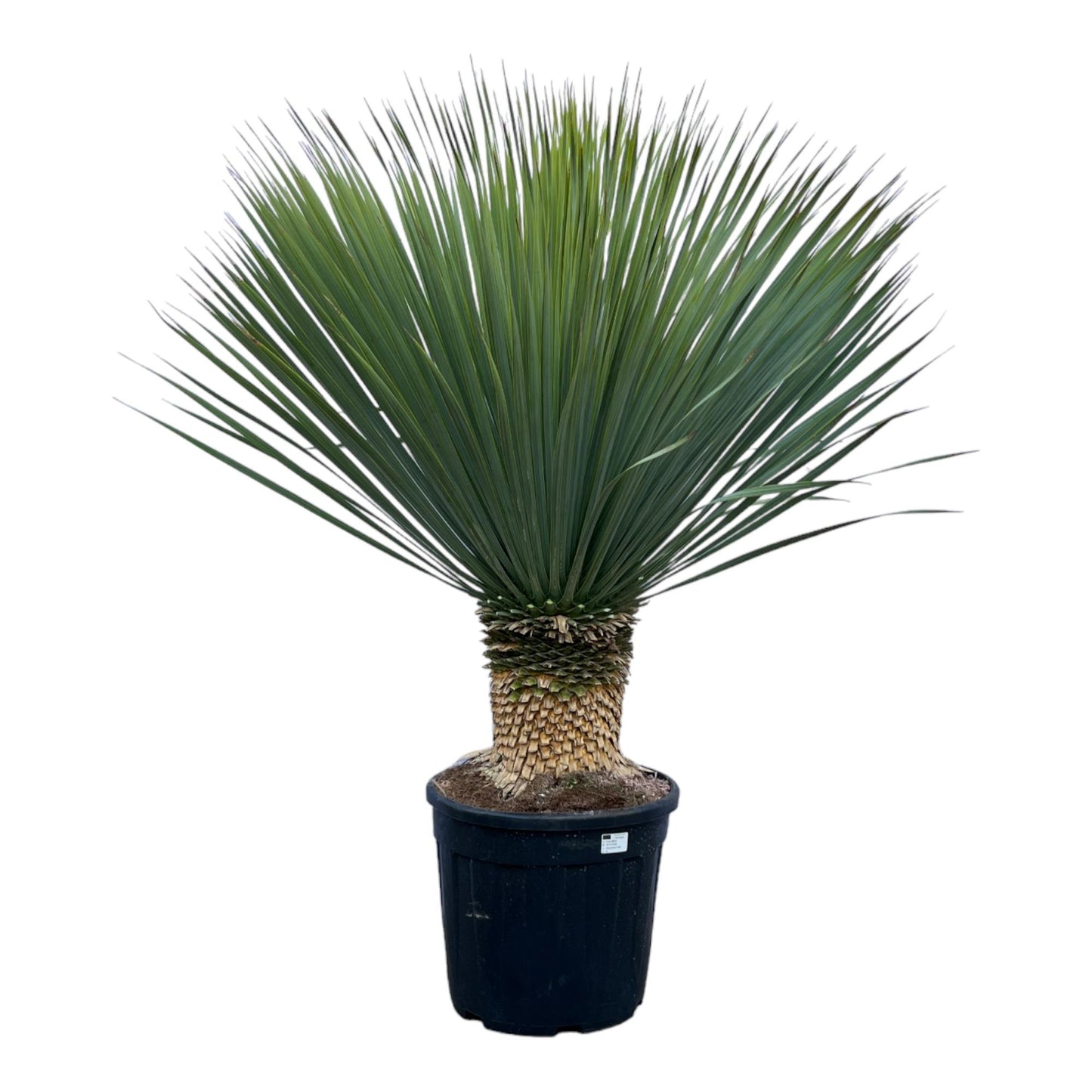 Yucca Rostrata – 140 cm – Ø 45 cm – Robuste & pflegeleichte Zimmerpflanze