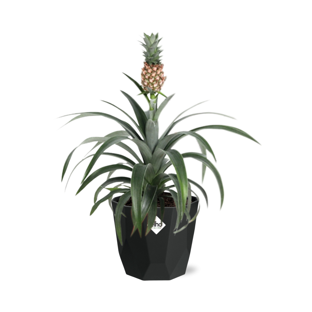 Ananas Mi Amigo – Tropische Zierpflanze 14 cm Topf