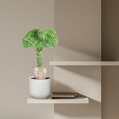 Euphorbia lactea Cristata – Korallen-Kaktus, 35 cm