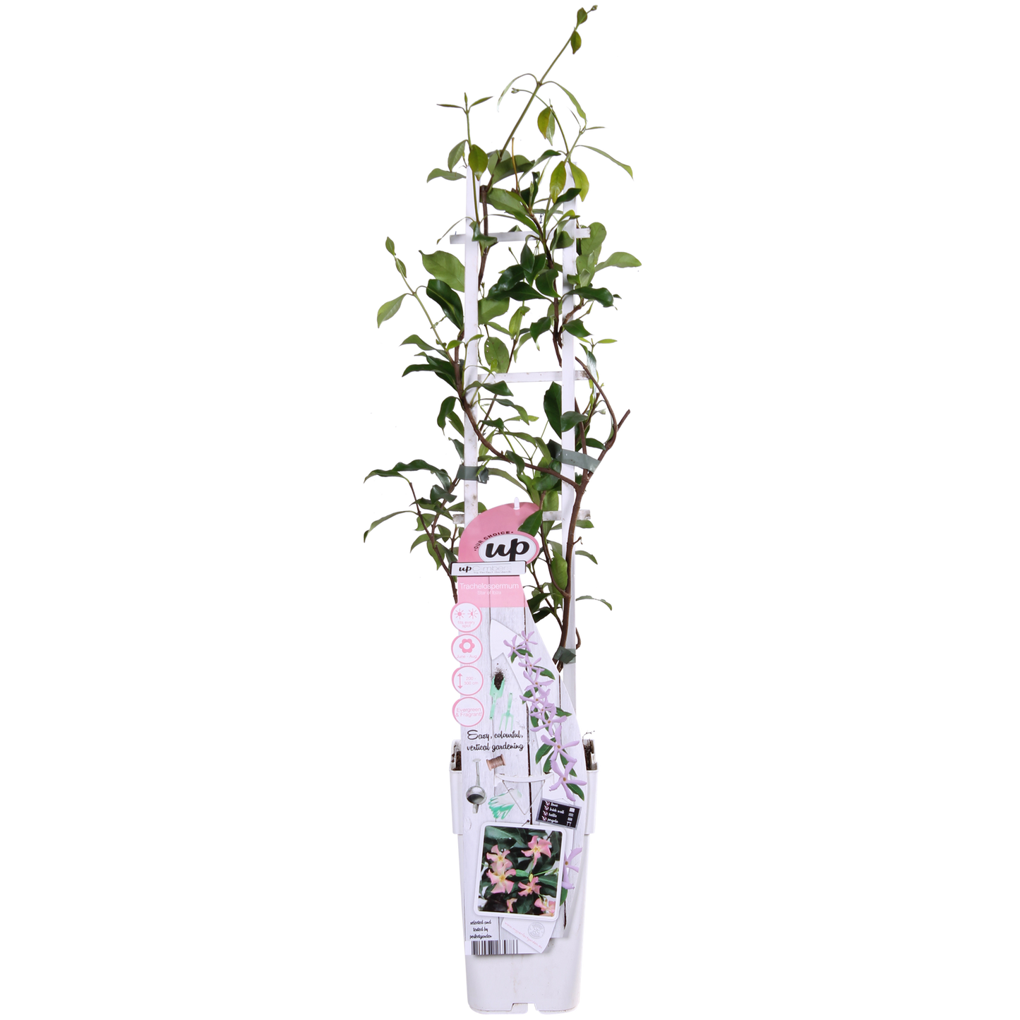 Toskanischer Jasmin Rosa – Duftende Kletterpflanze Ø15cm