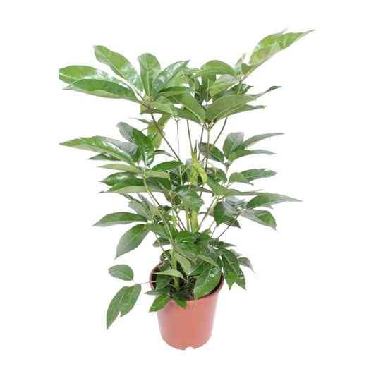 Schefflera Actinophylla Amate – Tropische Zimmerpflanze Ø24cm