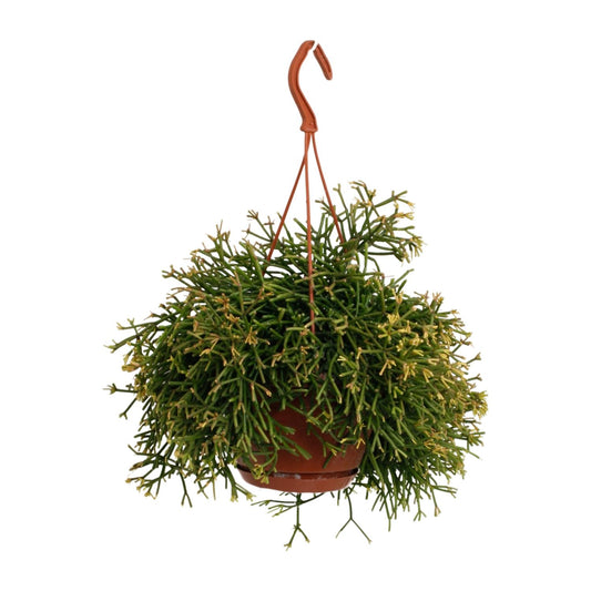 Rhipsalis Clavata – Pflegeleichte und luftreinigende Zimmerpflanze