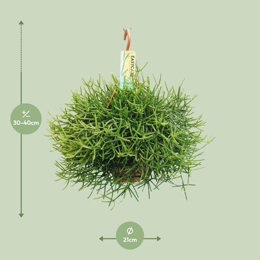 Rhipsalis Heteroclada – Pflegeleichte Zimmerpflanze Ø21 cm